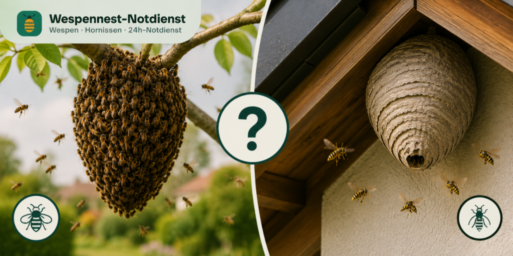 Bienenschwarm oder Wespennest