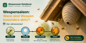 Wann sind Wespen besonders aktiv