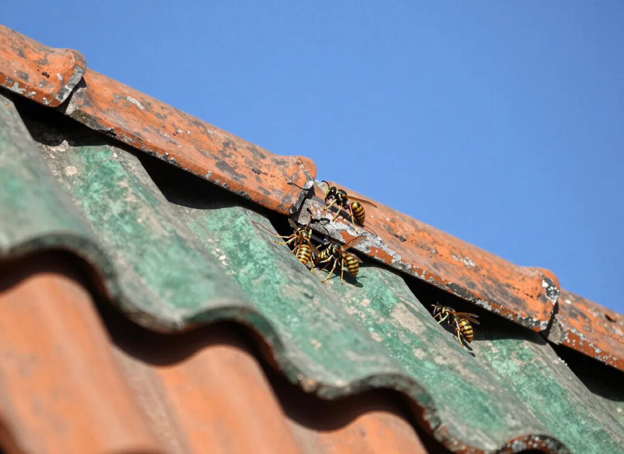 Wespen fliegen unter die Dachziegel ein